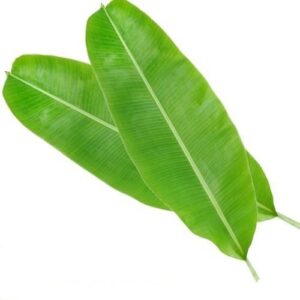 Plantain leaf