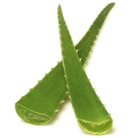 Aloe Vera - small plant