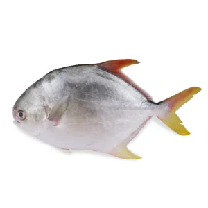 Golden pomfret