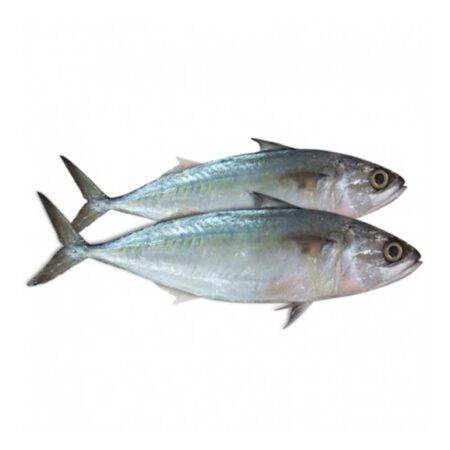 Indian Mackerel